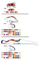Hox gene expression patterns in different animals