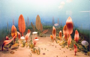 Ediacaran fauna reconstruction