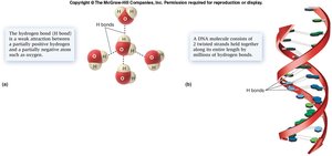 Hydrogen bonds in water and DNA