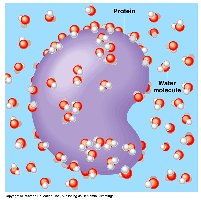 Protein surrounded by water molecules
