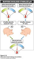 Buffer action in blood