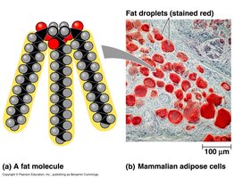 Hydrophobic tails and hydrophilic head in lipids