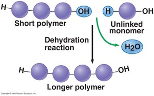 Dehydration reaction forming polymers
