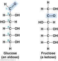 Functional groups in carbohydrates