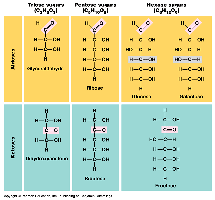 Sugar structure: aldose vs ketose