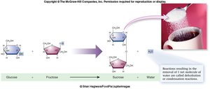 Disaccharide formation