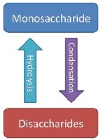 Disaccharide examples: sucrose, lactose, maltose