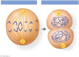 Anaphase and telophase/cytokinesis
