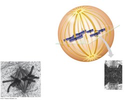 Metaphase spindle and chromosome alignment