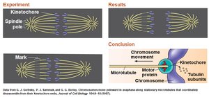 Experiment showing chromosome movement along microtubules