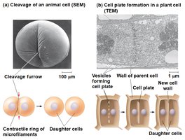 Cleavage in animal cells and cell plate formation in plant cells