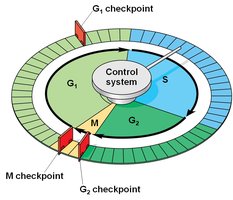 Cell cycle control system with checkpoints