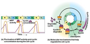 Cyclin and Cdk regulation of the cell cycle