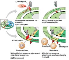 Checkpoints and go-ahead signals in the cell cycle