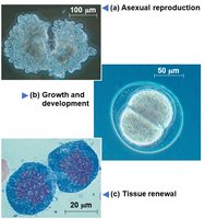 Examples of asexual reproduction, growth and development, and tissue renewal