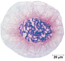 Eukaryotic chromosome structure