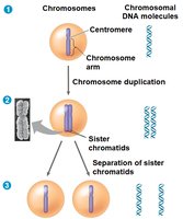Diagram of chromosome duplication and separation
