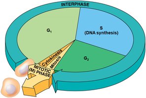 Diagram of the cell cycle with interphase and mitotic phase