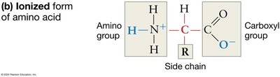 Ionized form of amino acid