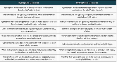 Table comparing hydrophilic and hydrophobic molecules