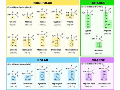 Amino acid classification by polarity and charge