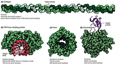 Diversity of protein structures and functions