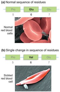 Secondary structure: alpha helix and beta sheet
