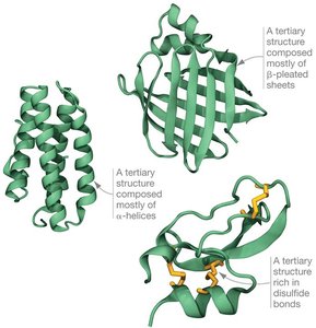 Quaternary structure: dimer and tetramer