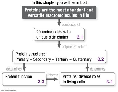 Chapter roadmap for protein structure and function