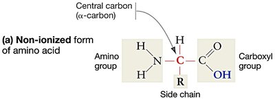 Non-ionized form of amino acid