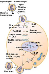HIV replication and reverse transcription