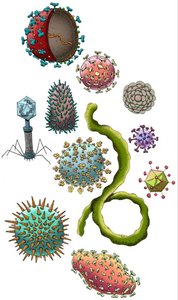 variety of virus structures