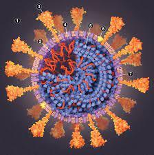coronavirus spike proteins