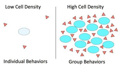 Cell density and behavior diagram