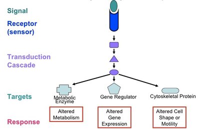 Generic signaling pathway diagram