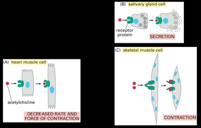 Different cellular responses to the same signal