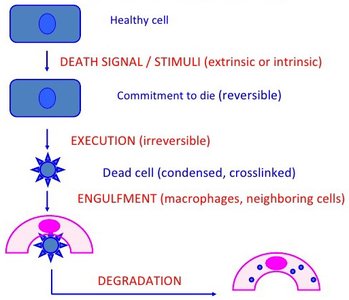 Apoptosis process diagram