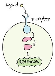 Ligand-receptor interaction and cellular response
