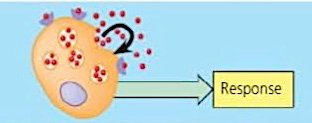 Autocrine signaling diagram