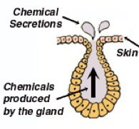 Exocrine gland secretion diagram