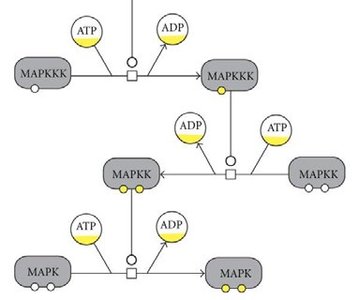 Protein phosphorylation cascade diagram