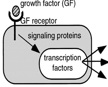 Growth factor signaling and transcription factors