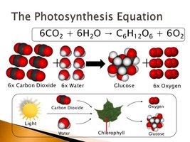 Photosynthesis equation and molecular model