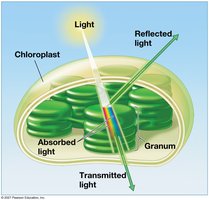 Light energy and pigments in chloroplasts
