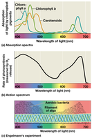 Absorption and action spectra of photosynthetic pigments