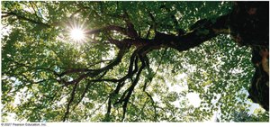 Tree leaves capturing sunlight