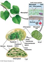 Chloroplast structure and leaf cross-section