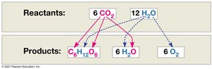 Tracking atoms through photosynthesis