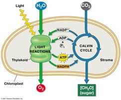 Overview of photosynthesis: light reactions and Calvin cycle