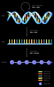 Central dogma: DNA to RNA to protein